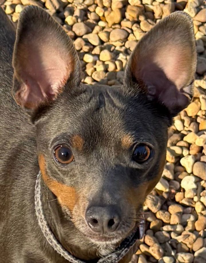 Biscuit 1