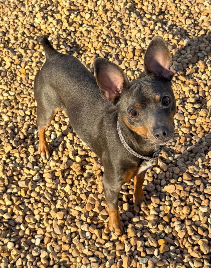 Biscuit 2