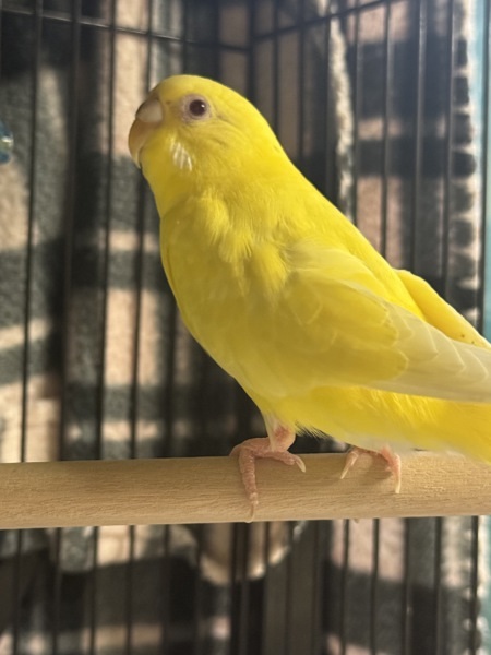 Margarita