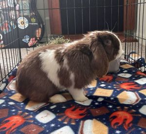 Smores, Young Male unknown