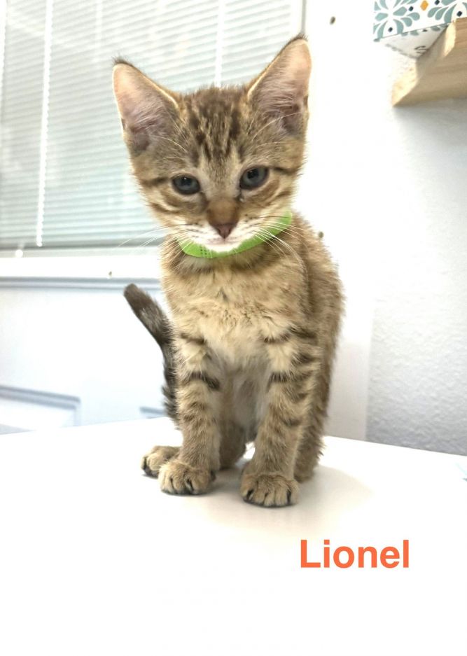 Lionel 3.26.25