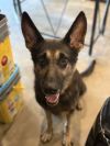 Greta, foster to adopt home needed immediately