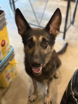 Greta, foster to adopt home needed immediately