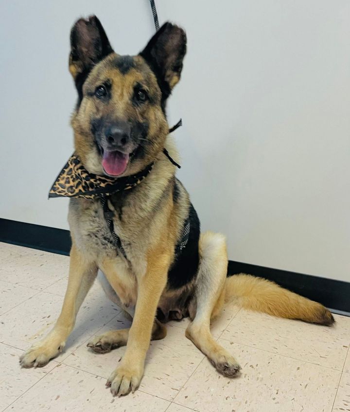 Lady Sable-CODE RED foster or adopter needed ASAP 1