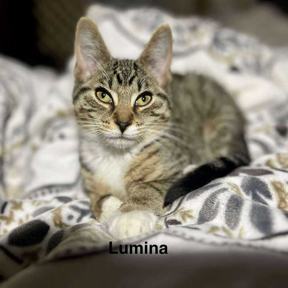 Lumina