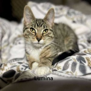Lumina