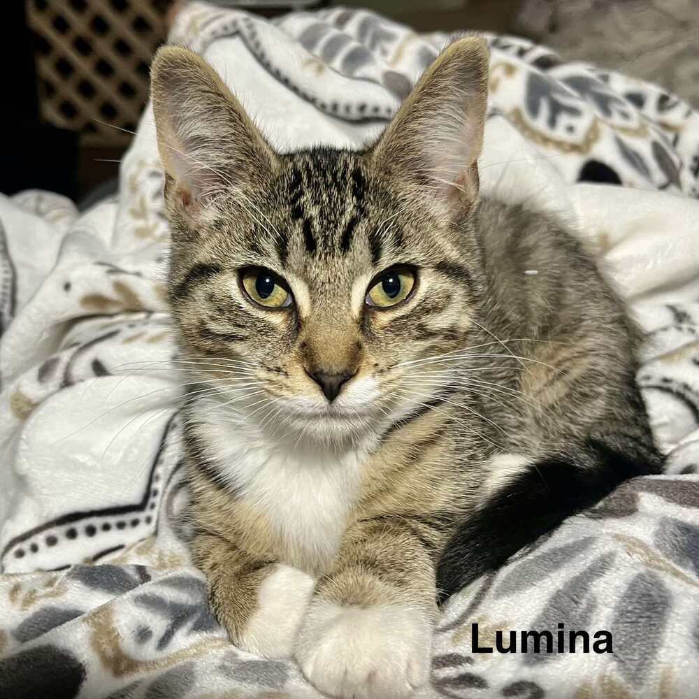 Lumina