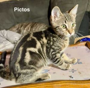 Pictos