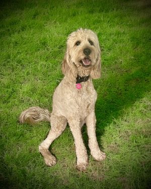 Marley