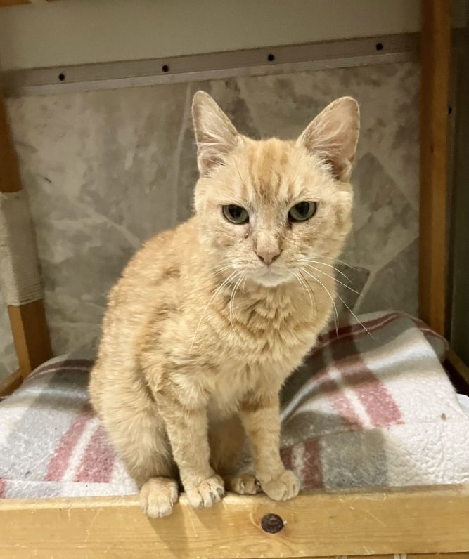 Marmalade