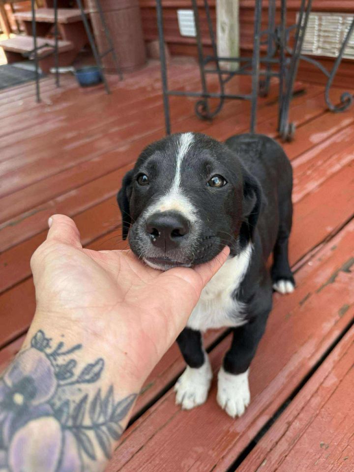 Baby Dukes 2