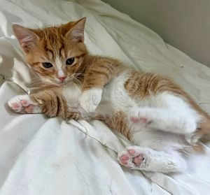 Goose Domestic Short Hair Cat