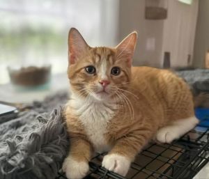 Goose is a precious and loving boy with a kind playful personality He enjoys running around and na
