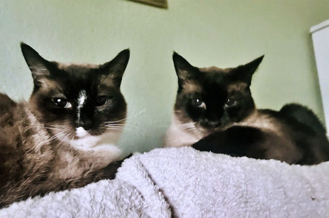 CLARK & LANIE -Offered by Owner - Senior Siamese 1