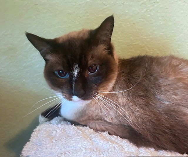 CLARK & LANIE -Offered by Owner - Senior Siamese 2