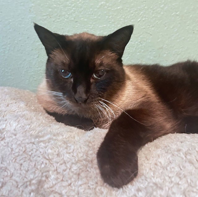 CLARK & LANIE -Offered by Owner - Senior Siamese 3