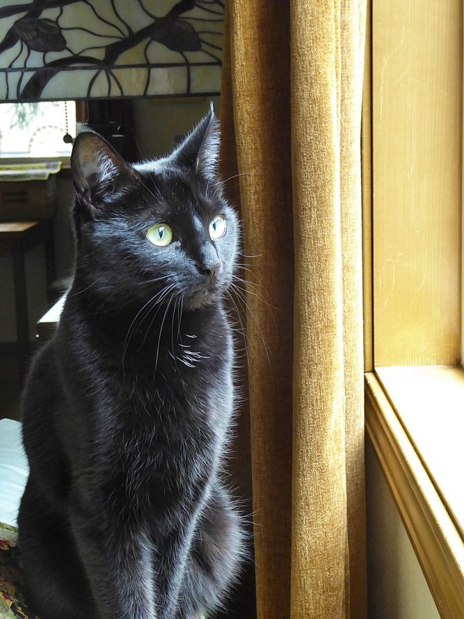 SOPHIE - Offered by Owner -Black Beauty