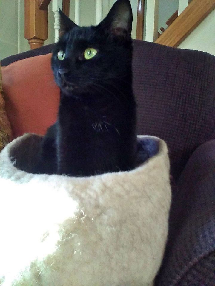 SOPHIE - Offered by Owner -Black Beauty 2