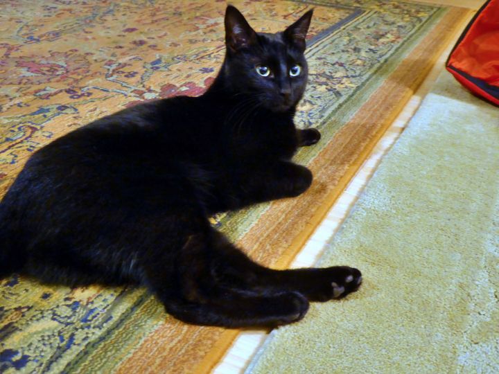 SOPHIE - Offered by Owner -Black Beauty 3