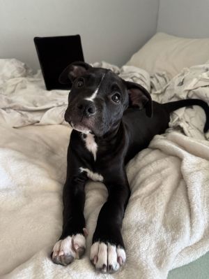 Pie Pit Bull Terrier Dog