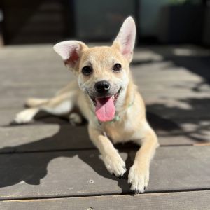 Eclair Terrier Dog
