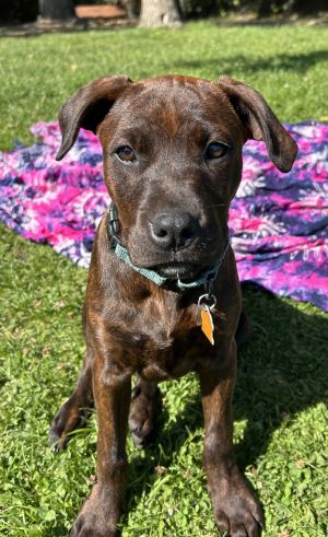 Personality loving affectionate Breed hound mix Age est DOB 31825 Weight 25-30 lbs Sex male 