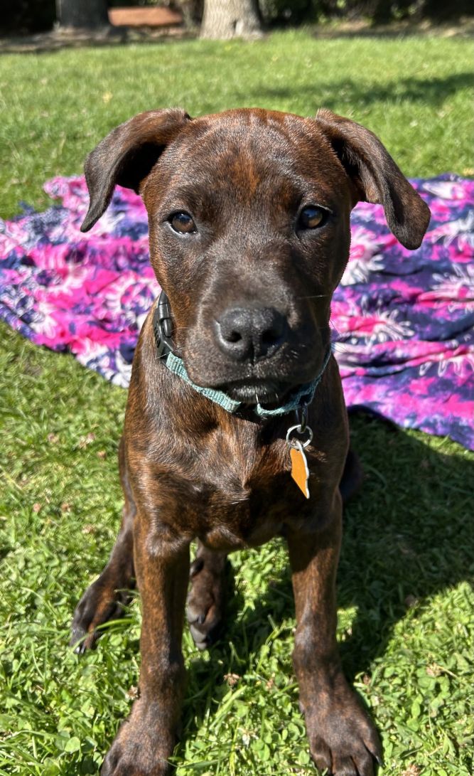 Tig