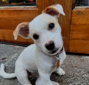 Mochi Jack Russell Terrier Dog