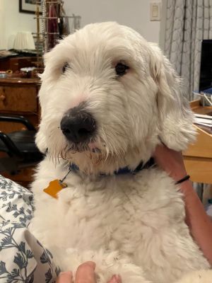 Dusty Old English Sheepdog Dog