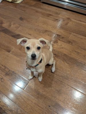 Cupcake Terrier Dog