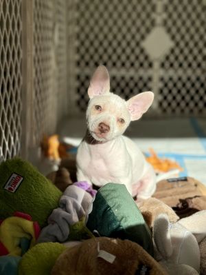 Personality playful bouncy Breed terrierchi mix Age est DOB 43025 Weight 5 pounds Sex male 