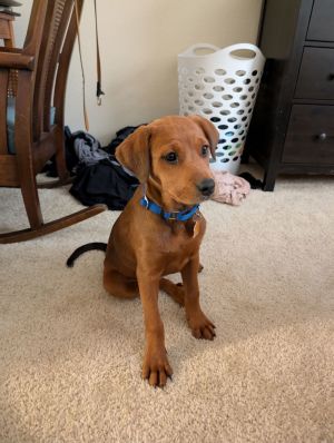 Personality loving affectionate Breed hound mix Age est DOB 31825 Weight 24-25lbs Sex female