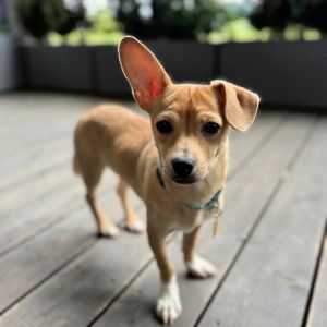 Chip