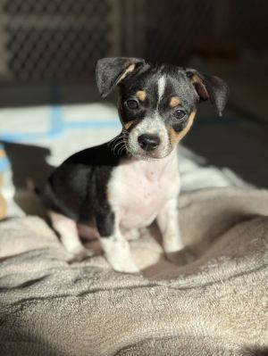 Personality playful bouncy Breed terrierchi mix Age est DOB 43025 Weight 45 pounds Sex mal