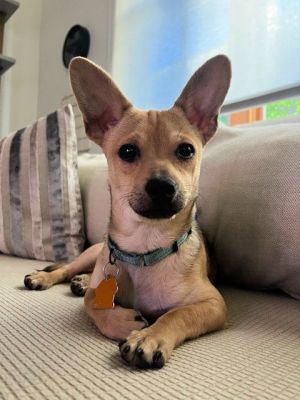 Personality active sweet Breed chiterrier mix Age est DOB 312025 Weight Sex male Rescued fr