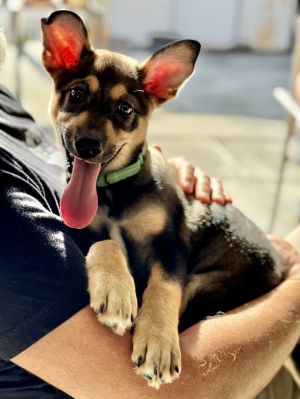 Personality sweet smart Breed shepherd mix Age est DOB 422025 Weight Sex female Rescued from