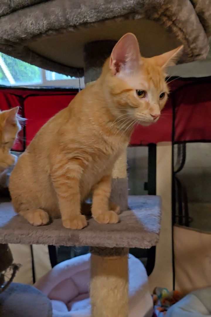 Sampson 1