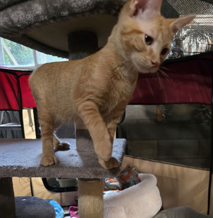 Sampson 3