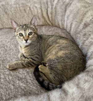 Sabrina