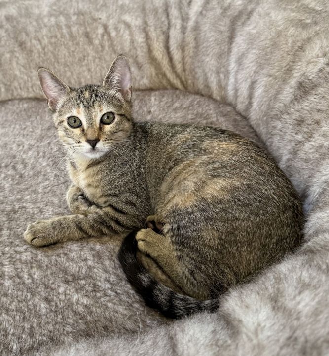Sabrina