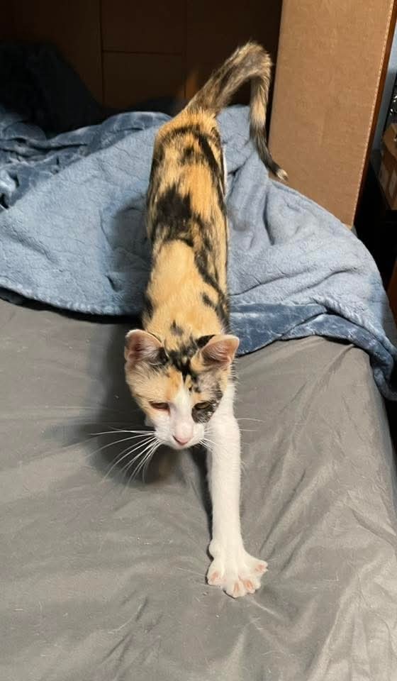 Lucy 2