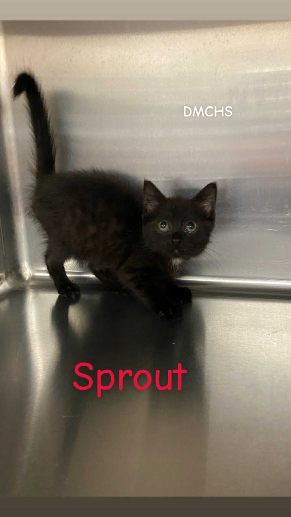 Sprout