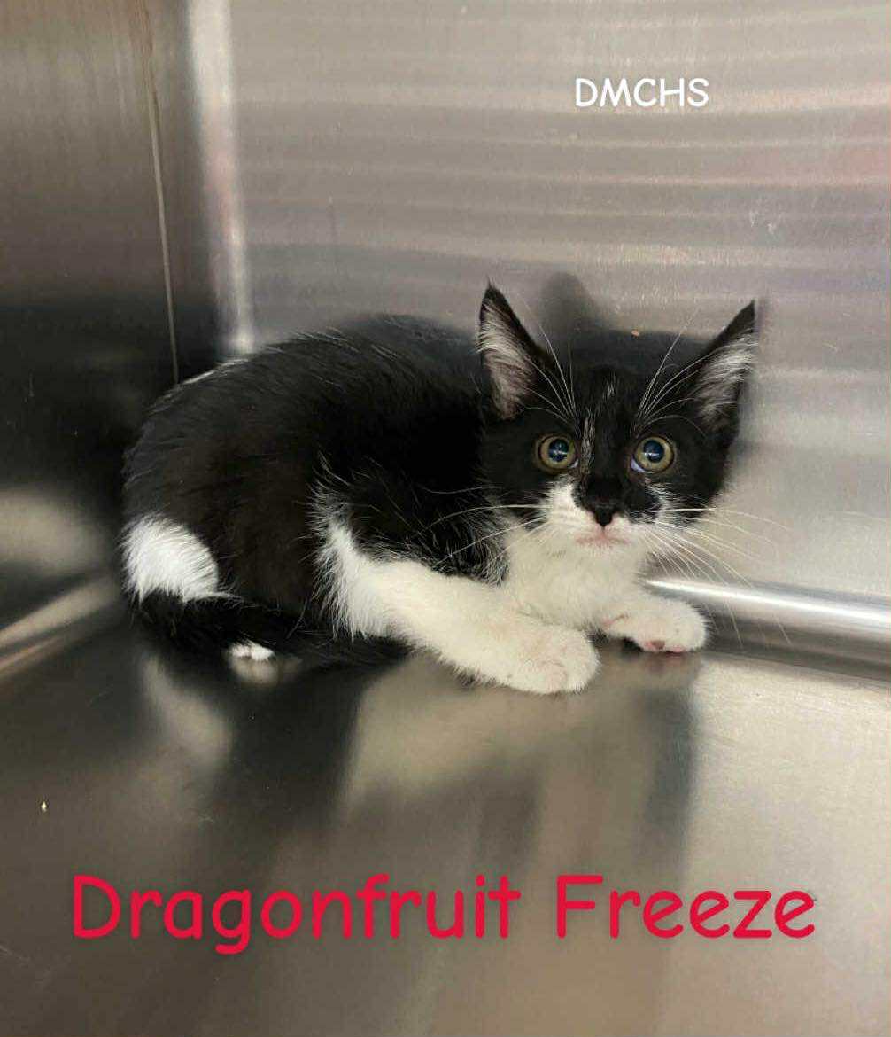 Dragonfruit Freeze