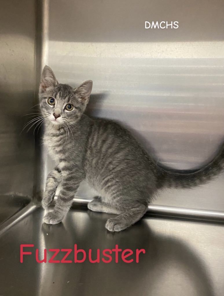 Fuzzbuster