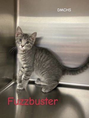 Fuzzbuster