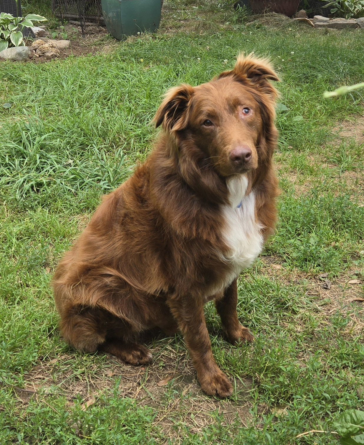 Cocoa, an adoptable Australian Shepherd in Princeton, MN, 55371 | Photo Image 1
