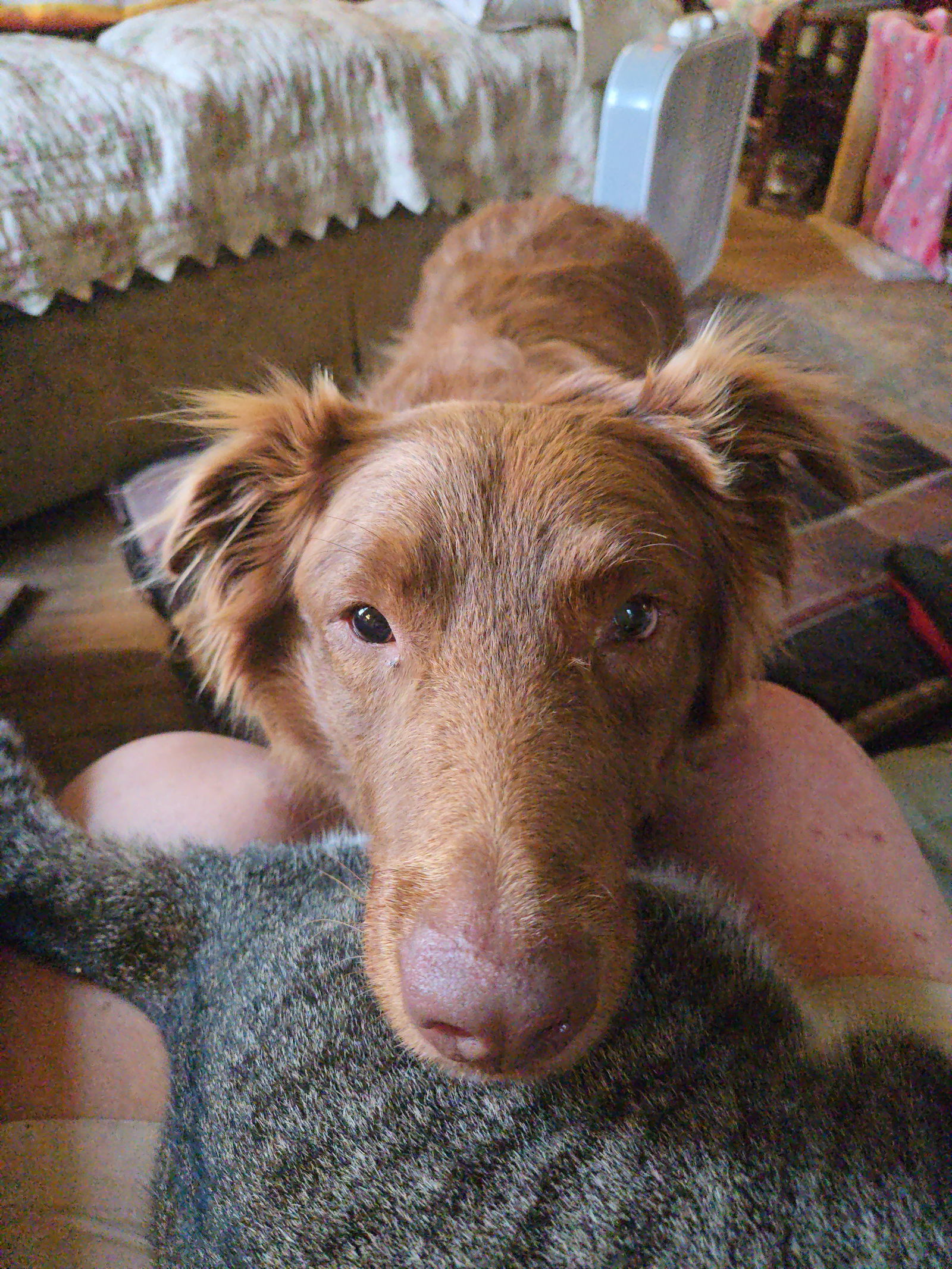 Cocoa, an adoptable Australian Shepherd in Princeton, MN, 55371 | Photo Image 2