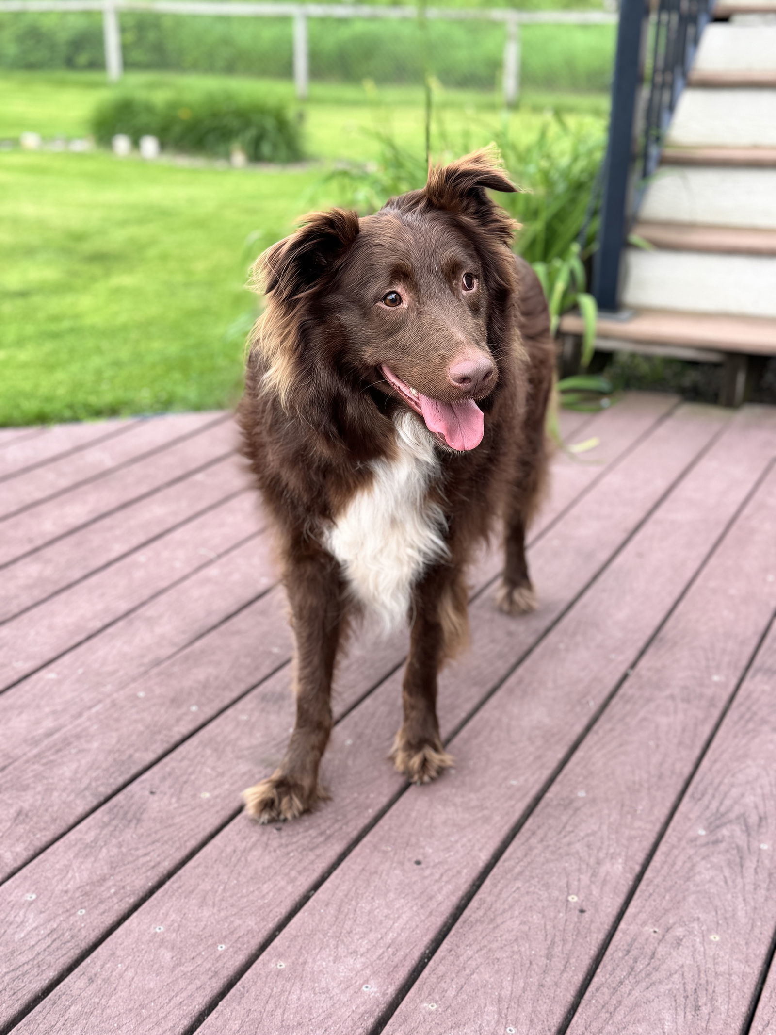 Cocoa, an adoptable Australian Shepherd in Princeton, MN, 55371 | Photo Image 3