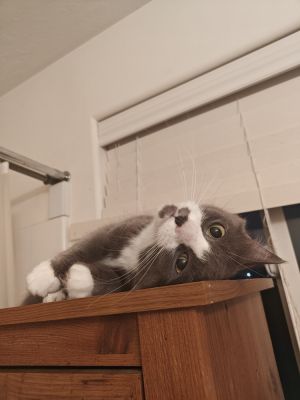 Caitlin Domestic Medium Hair Cat