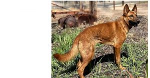 Kiko Shepherd Dog